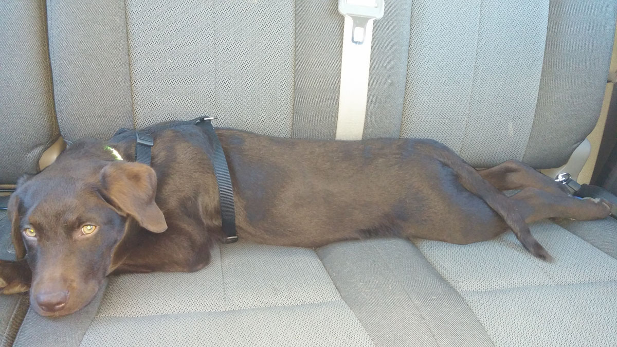 Chips Labs Breeder of Labrador Retrievers in Tazewell Virginia!