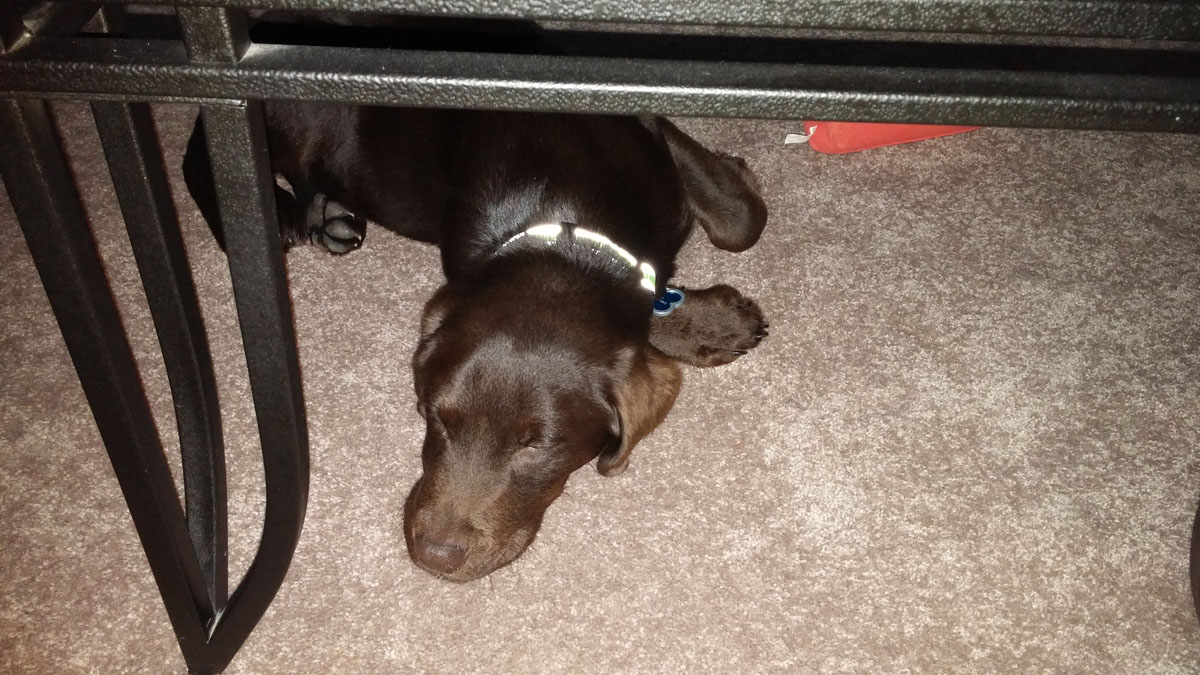 Chips Labs Breeder of Labrador Retrievers in Tazewell Virginia!