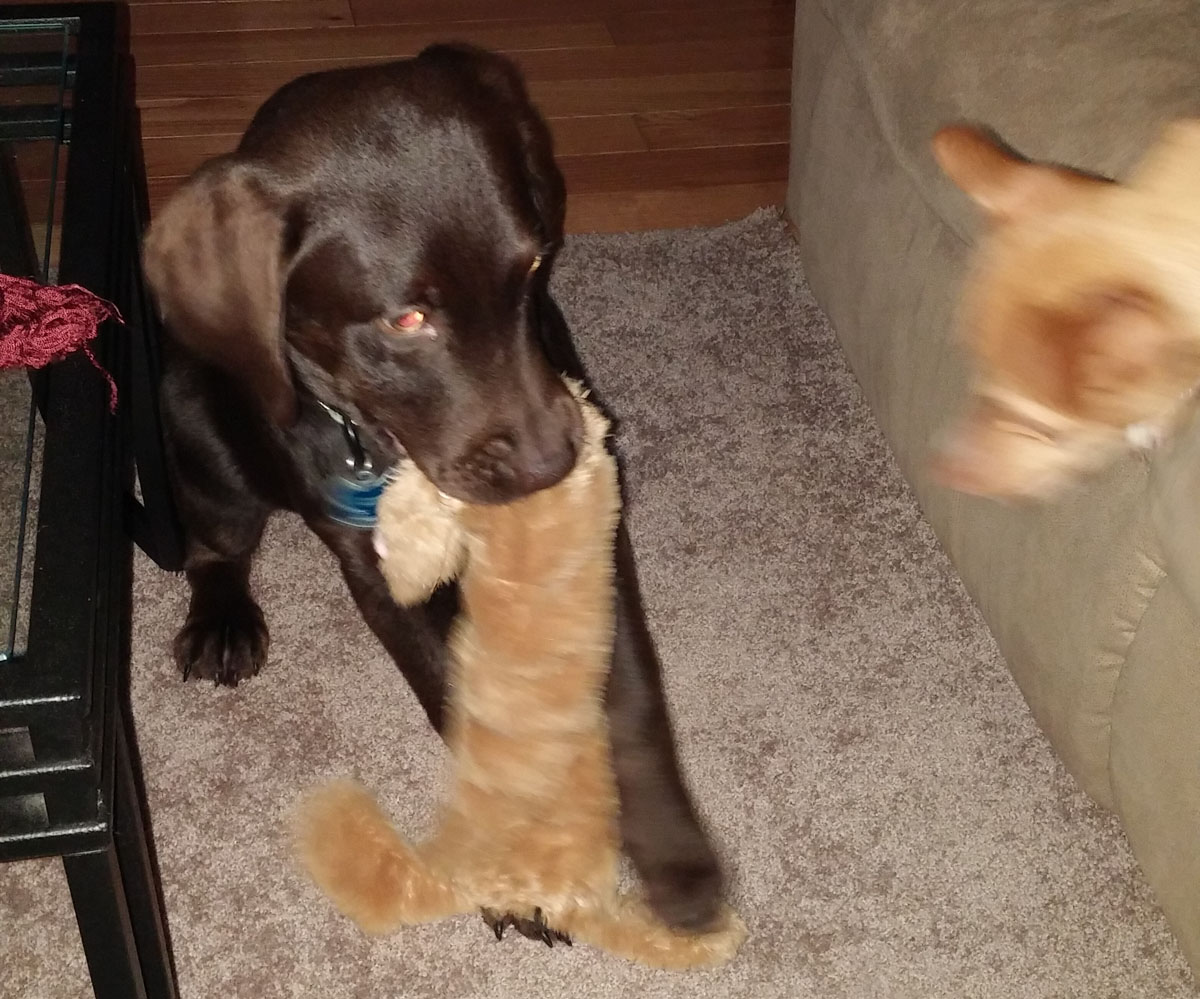 Chips Labs Breeder of Labrador Retrievers in Tazewell Virginia!