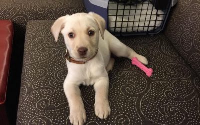 Mini Lab – She’s Doing Great