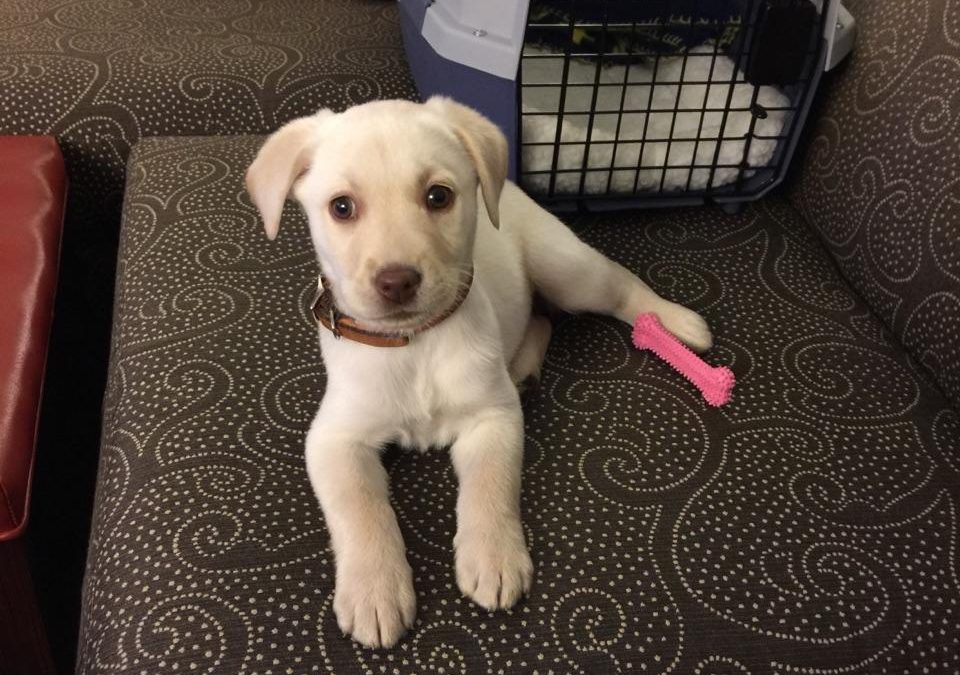 Mini Lab – She’s Doing Great