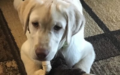 Big Ben – Trained pup gets new backyard